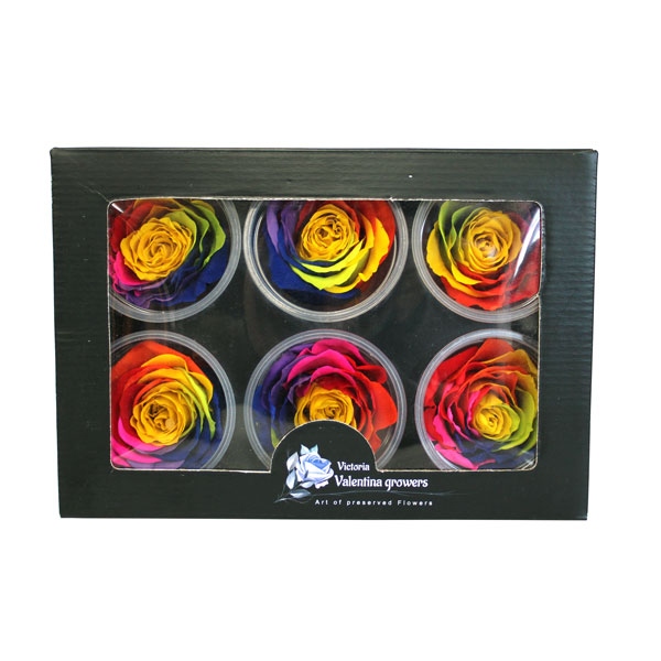 Rosa Preservada Boton Arcoiris (6 Unds) CATEGORIAS