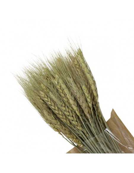 Espigas de trigo Diried espigas de trigo de proveedor de flores