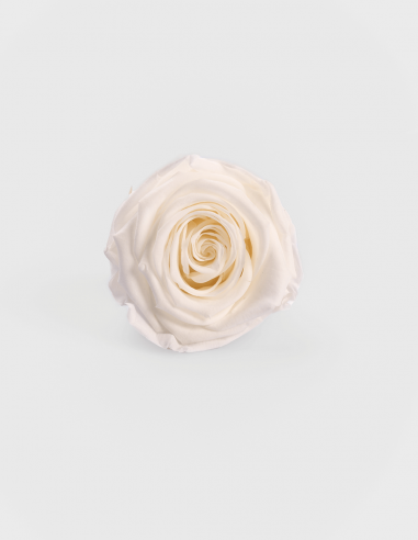 Cabeza Rosas Preservadas Kiara