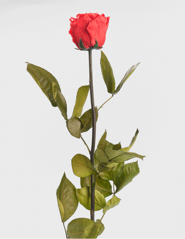 Rosa Preservada con Tallo Kiara 55 Cm