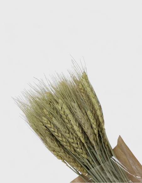 Espigas de trigo natural para decoración