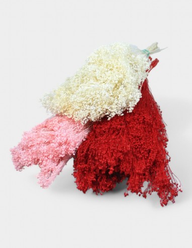 Broom Preservado
