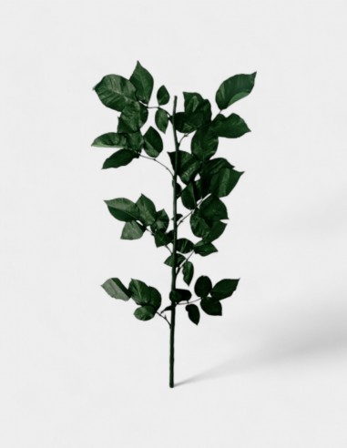 Tallos de Rosas Preservados (5 uds.)