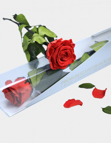 Rosa Preservada con Tallo Kiara 55 Cm