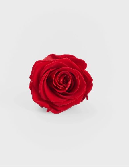 Cabeza Rosas Preservadas Kiara | GalacticBlum