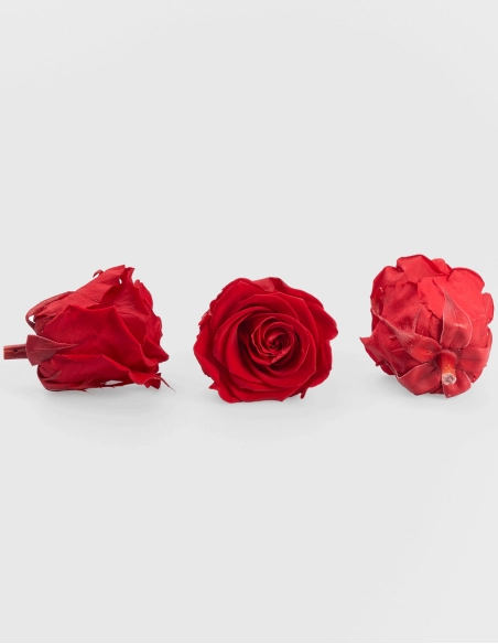 Cabeza Rosas Preservadas Kiara | GalacticBlum