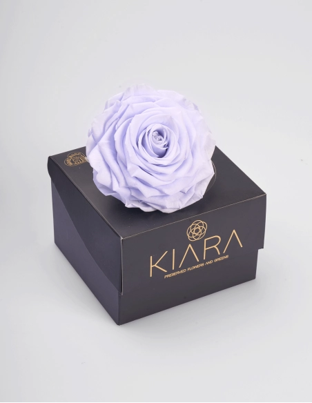Rosa Preservada Solitario en Caja | GalacticBlum
