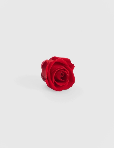 Rosa Preservada Super Petite Kiara (12 Unds.) | GalacticBlum