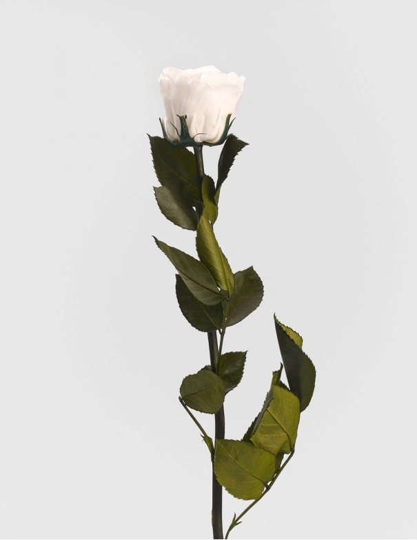 Rosa Preservada con Tallo KIARA 30 Cm