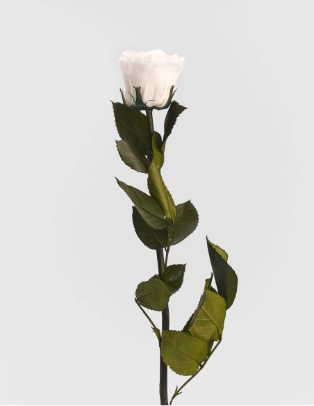 Rosa Preservada con Tallo KIARA 35 Cm | GalacticBlum