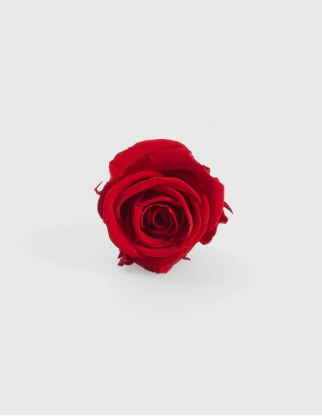 Rosa Preservada Botón Petite Kiara (9 Unds.) | GalacticBlum