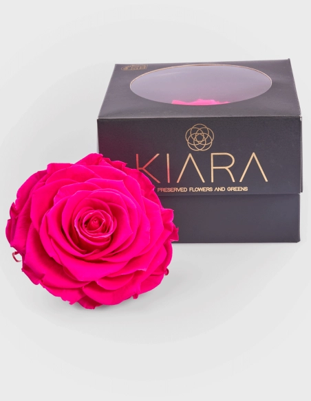 Rosa Preservada Solitario en Caja | GalacticBlum