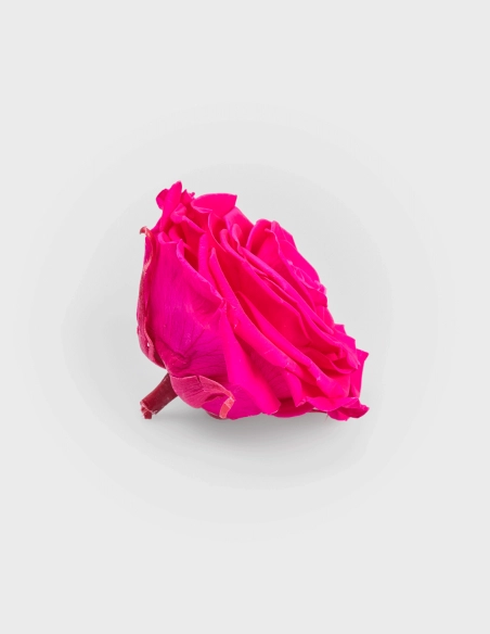 Rosa Preservada Solitario en Caja | GalacticBlum