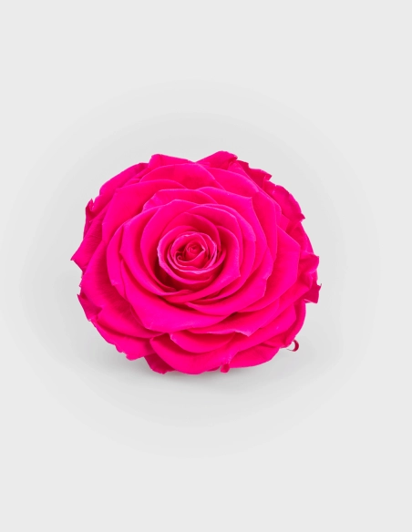 Rosa Preservada Solitario en Caja | GalacticBlum