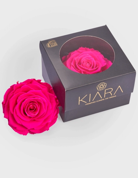 Rosa Preservada Solitario en Caja | GalacticBlum