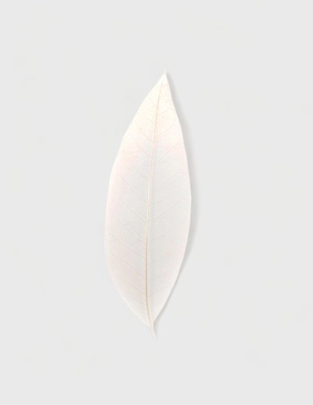 Hojas Decorativas de Colores (50% descuento)