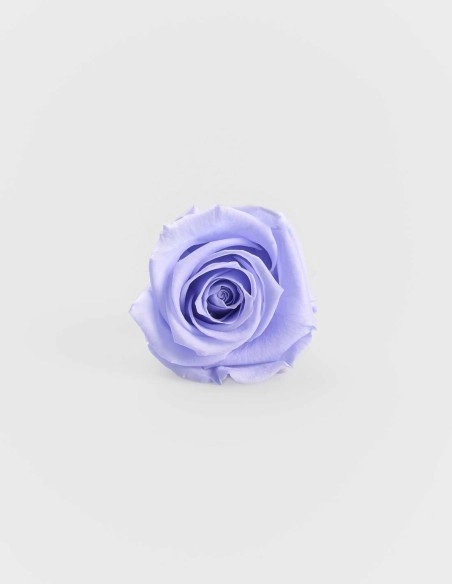 Rosa Preservada con Tallo Kiara 55 Cm | GalacticBlum