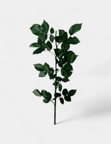 Tallos de Rosas Preservados