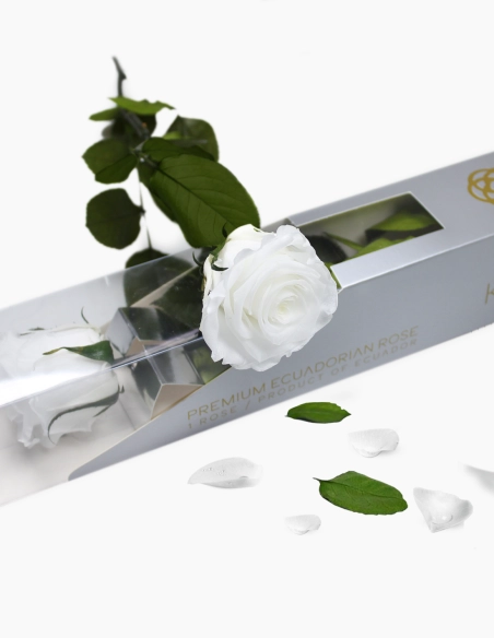 Rosa Preservada con Tallo KIARA 35 Cm | GalacticBlum