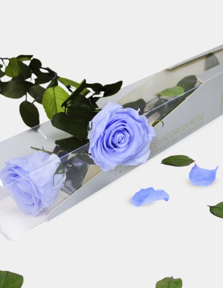 Rosa Preservada con Tallo Kiara 55 Cm | GalacticBlum