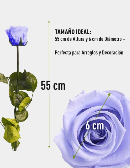 Rosa Preservada con Tallo Kiara 55 Cm | GalacticBlum