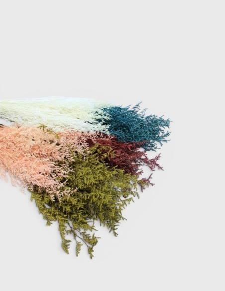 Limonium Preservado Lover Grass
