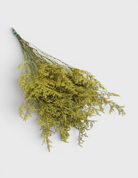 Limonium Preservado Lover Grass