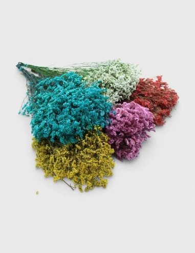 Limonium Preservado Flores
