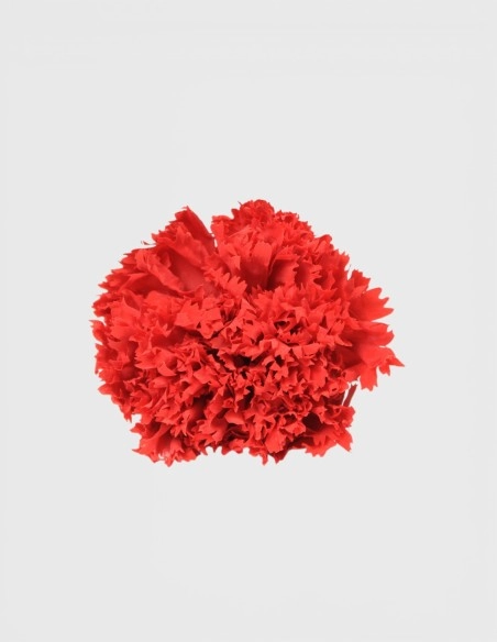 Cabeza Clavel Preservado Lovebay