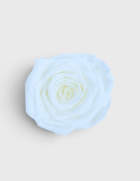 Cabeza Rosas Preservadas Lovebay