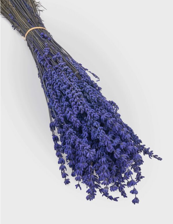 Lavanda Preservada